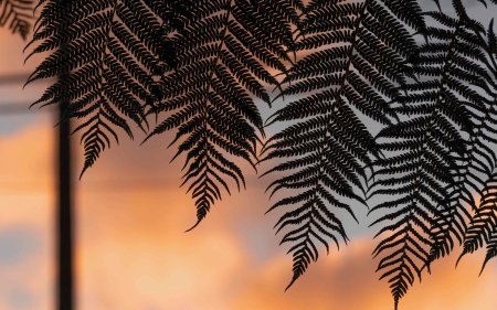 Папоротник Стенохлена