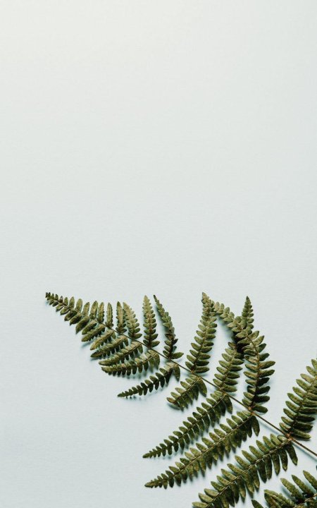 220221папоротник ветвь Kaemingk