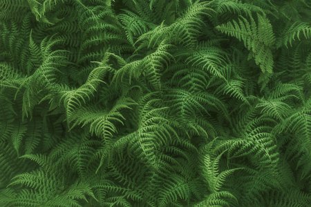 Папоротник фон