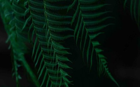 Листья папоротника 4к