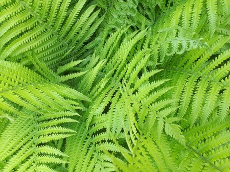 Папоротник Голокучник