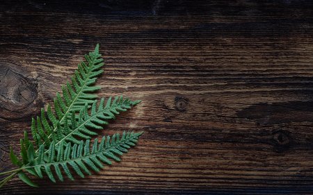 Папоротник Пинтерест