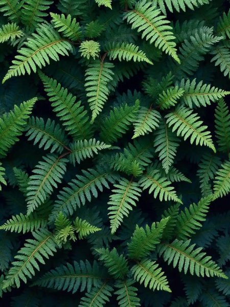 Растение папоротник