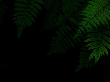 Зелено черный фон