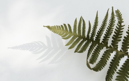 Macrothelypteris torresiana папоротник