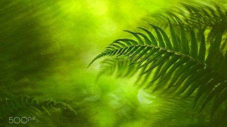 Фоны для постов папоротник