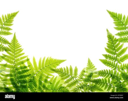 Рамка папоротник