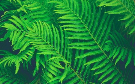 Папоротник Microgramma