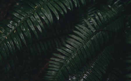 Темно зеленые листья