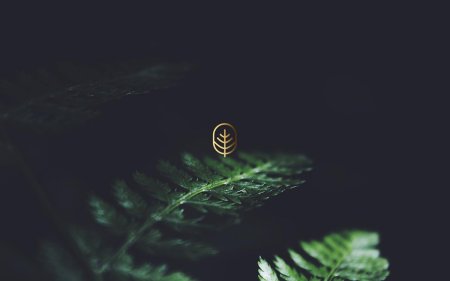 Папоротник на черном фоне