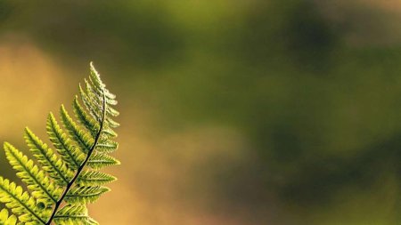 Папоротник орляк дальневосточный