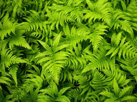 Папоротник грин флэйммикросорум