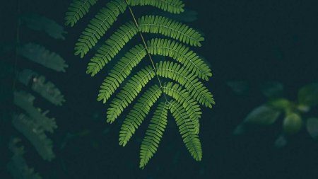 Семенной папоротник