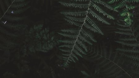 Микрограмма папоротник