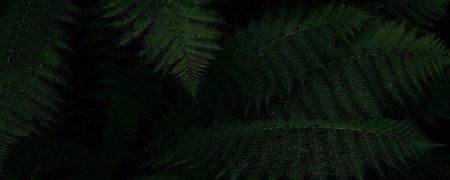 Папоротник большой