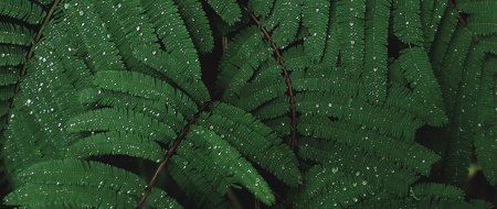 Красный папоротник