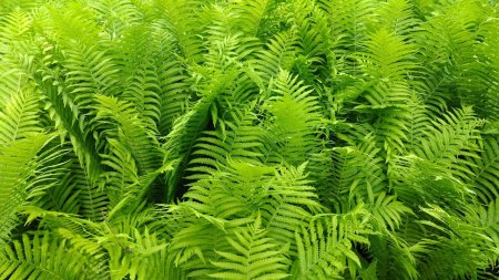 Страусник обыкновенный папоротник