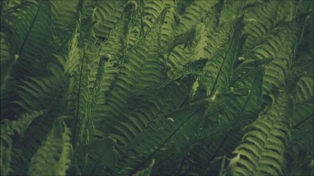 Папоротник щитовник лесной