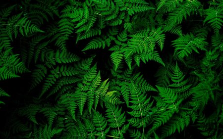Темно зеленый папоротник