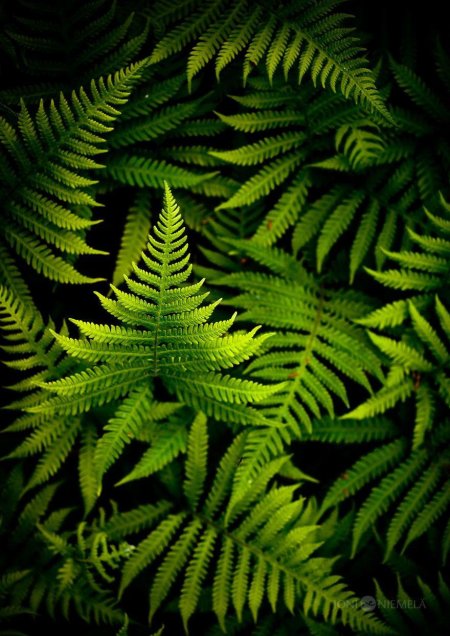 Папоротник Fern