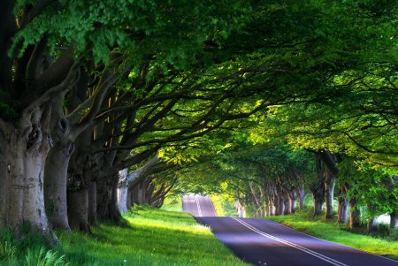 Дубовая аллея Луизиана