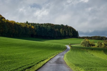 Grassy Roadside Top view