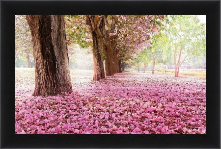 Сакура черри блоссом дерево