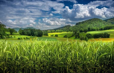 Поле зелень
