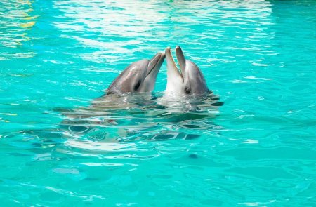 Красивые дельфины