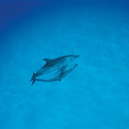 Синие дельфины