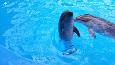 Афалина дельфин