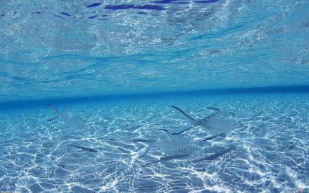 Прозрачное море