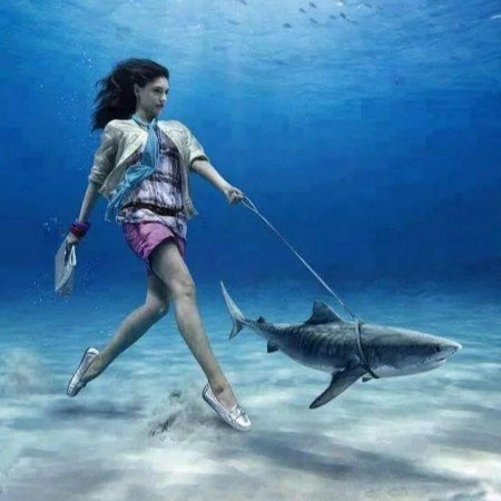 Девки и акулы