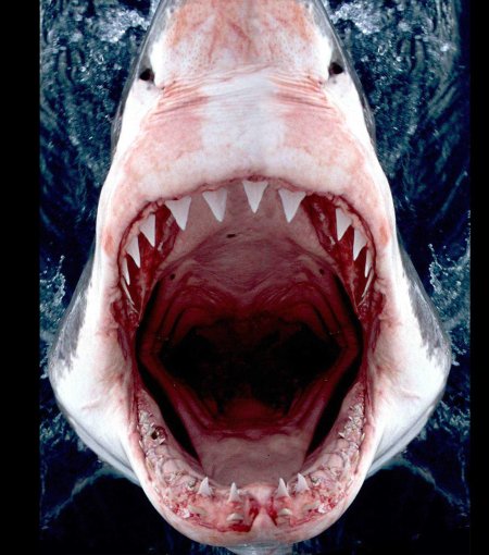 Белая акула кархародон