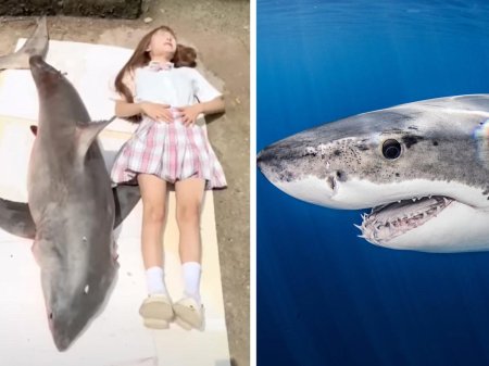 Большой акула