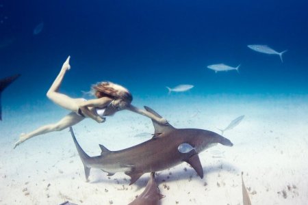 Девушка плавает с акулами