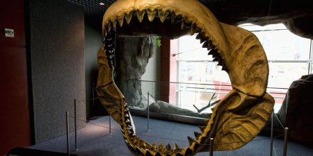 Скелет акулы МЕГАЛОДОН