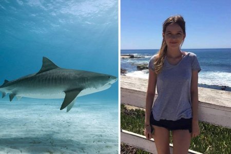 Мадагаскарская острозубая акула