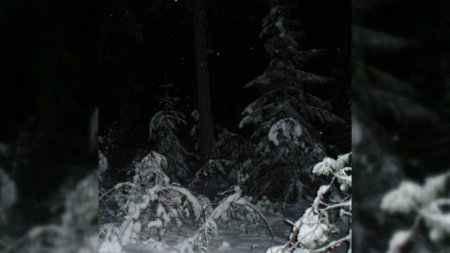 Лес ночной зимой страшный