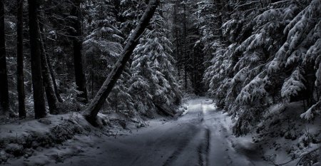 Страшный зимний лес