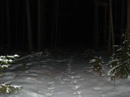 Страшный зимний лес