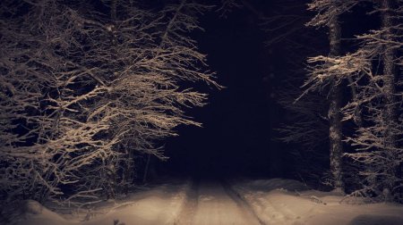 Зимний лес ночью