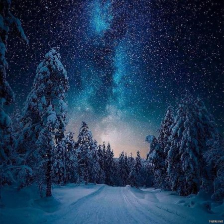 Ночной зимний лес