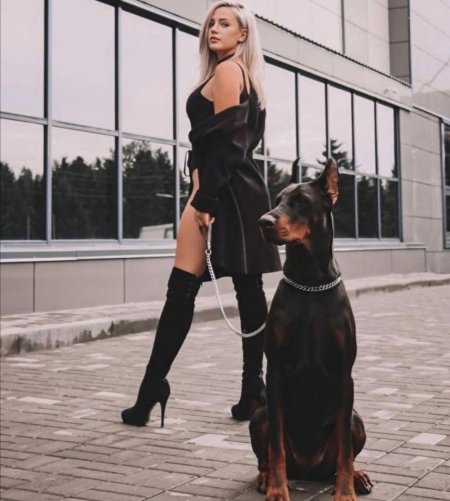 Доберман в куртке