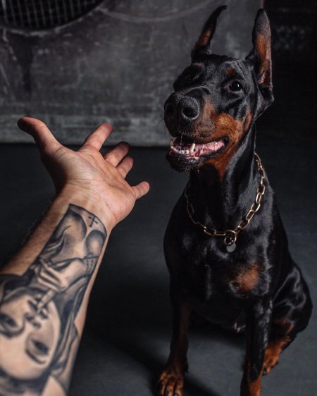 Доберман Доберман