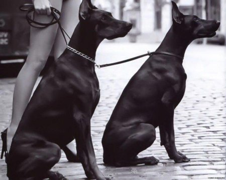 Доберман Баленсиага