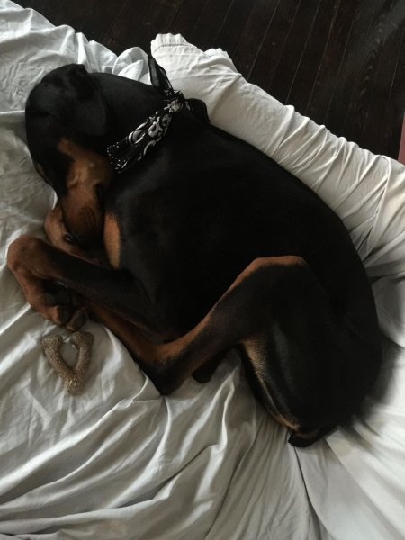 Доберман на кровати