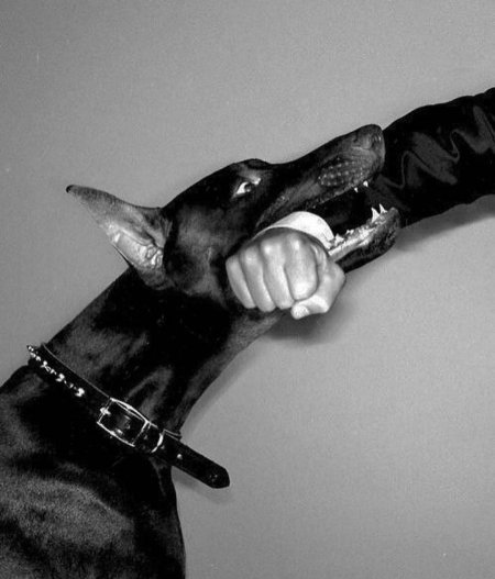 Доберман Эстетика