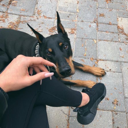 Доберман-пинчер Эстетика