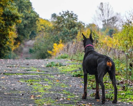 Доберман собака